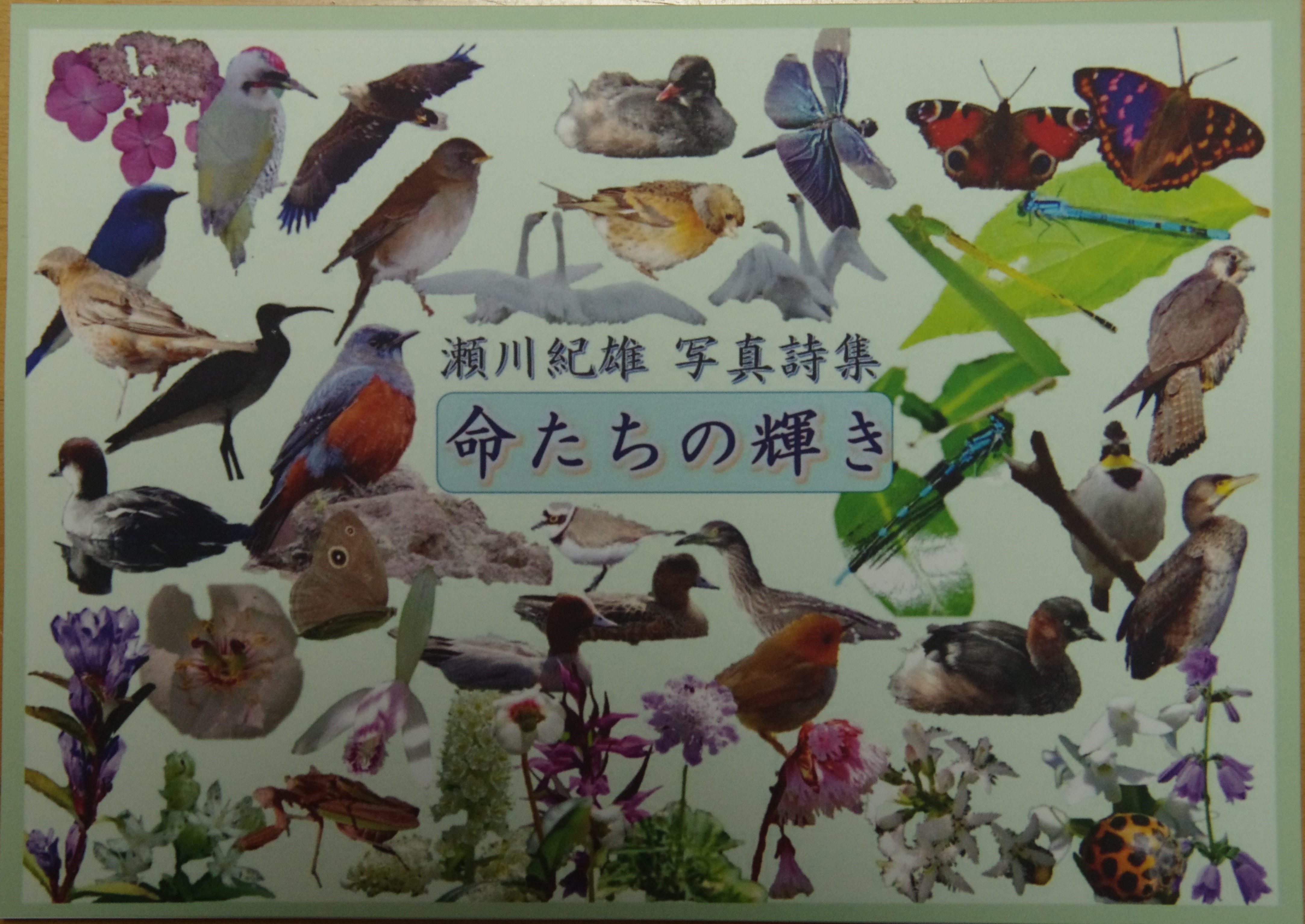 �ʐ^���W�w�������̋P���x����I�Y